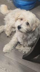 Reunited Male Dog last seen Vine-Maitland in Ontario, Ontario, CA 91762