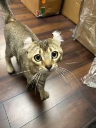 Reunited Male Cat last seen Valerio and Saticoy, Los Angeles, CA 91303
