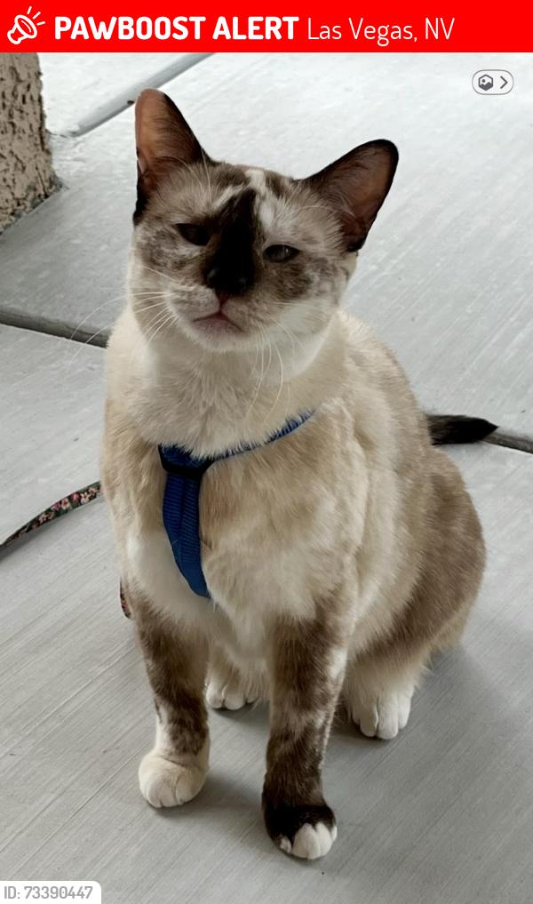 Lost Female Cat last seen Childress and Faiss Drive, Las Vegas, NV 89134