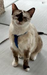 Lost Female Cat last seen Childress and Faiss Drive, Las Vegas, NV 89134