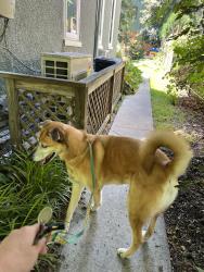 Reunited Female Dog last seen Wissahickon ave and park lane, Philadelphia, PA 19144
