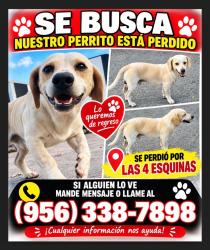 Lost Male Dog last seen Near E 14th St, Brownsville, TX 78520, Brownsville, TX 78520