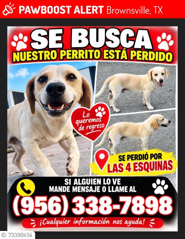 Lost Male Dog last seen Near E 14th St, Brownsville, TX 78520, Brownsville, TX 78520