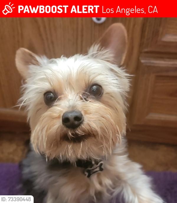 Lost Male Dog last seen Van nuys and Pierce st in Pacoima, Los Angeles, CA 91331