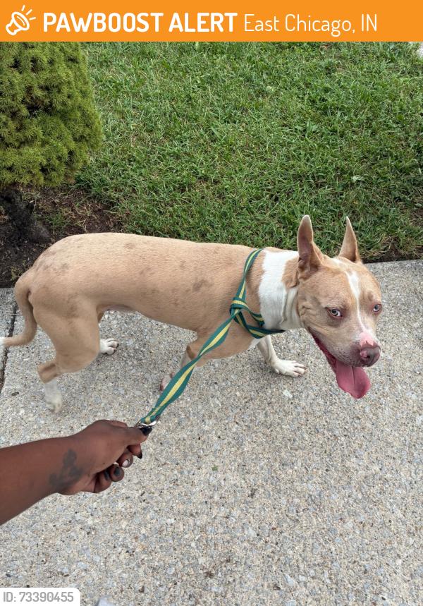 Found/Stray Male Dog last seen 148th St and Ivy St, East Chicago, IN 46312