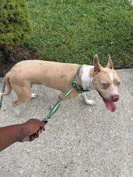Found/Stray Male Dog last seen 148th St and Ivy St, East Chicago, IN 46312