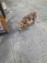 Found/Stray Male Dog last seen Sheetz in cross lanes wv, Cross Lanes, WV 25313