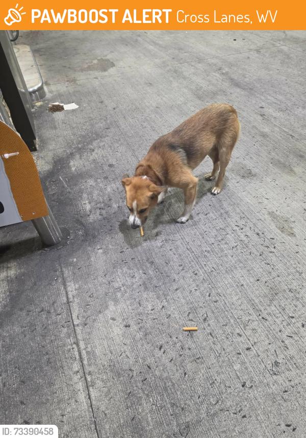 Found/Stray Male Dog last seen Sheetz in cross lanes wv, Cross Lanes, WV 25313