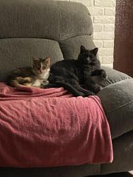 Lost Female Cat last seen Merrimac and 79th, Burbank, IL 60459
