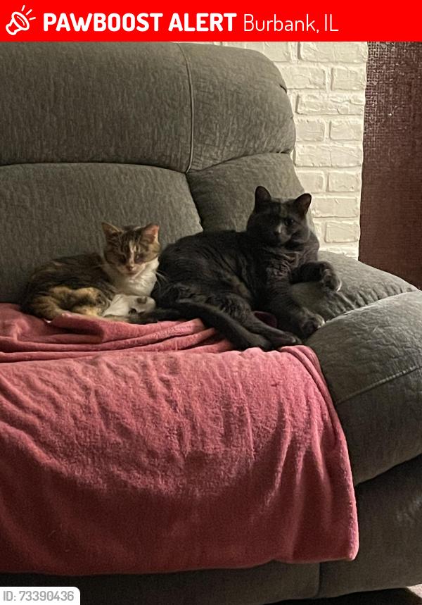 Lost Female Cat last seen Merrimac and 79th, Burbank, IL 60459