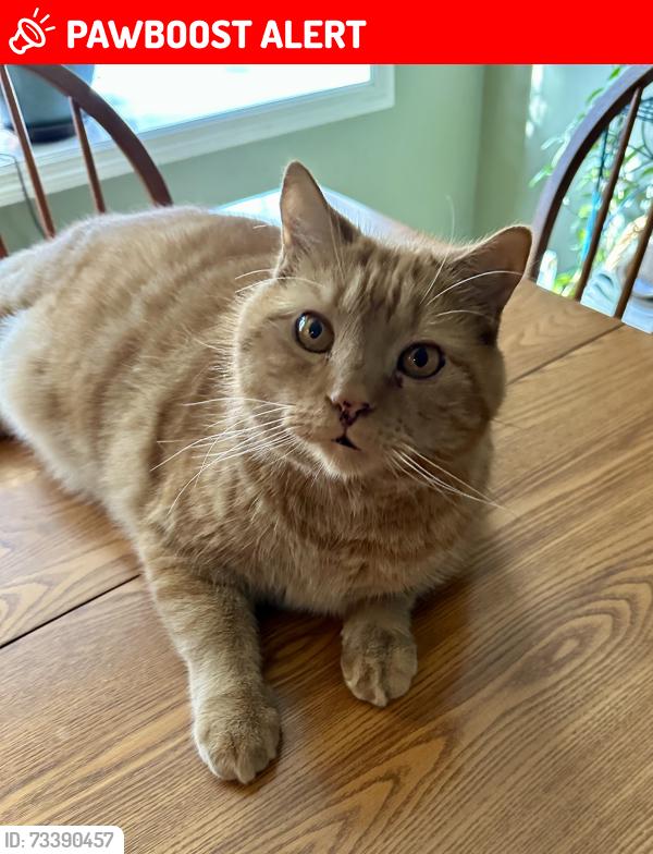 Lost Male Cat last seen Glenbrook Ave, East Hempfield Township, PA 17603