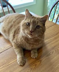 Lost Male Cat last seen Glenbrook Ave, East Hempfield Township, PA 17603