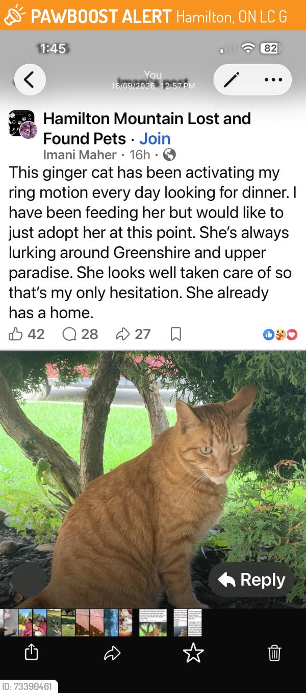 Found/Stray Unknown Cat last seen Greenshire and upper paradise, Hamilton, ON L9C 7G5