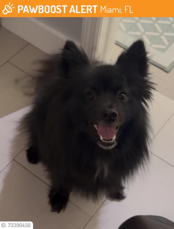 Found/Stray Male Dog last seen Miami Workers Center, Miami, FL 33127