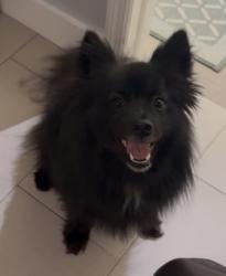 Found/Stray Male Dog last seen Miami Workers Center, Miami, FL 33127