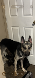 Lost Male Dog last seen 25th avenue Gulfport ms, Gulfport, MS 39501