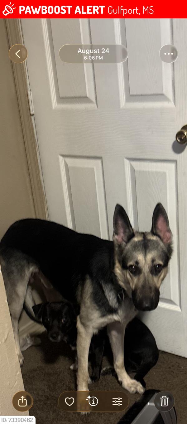 Lost Male Dog last seen 25th avenue Gulfport ms, Gulfport, MS 39501