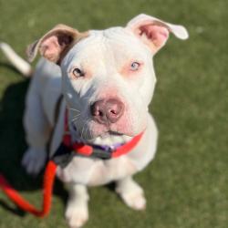 Shelter Stray Female Dog last seen , Animal Care & Control Team of Philly, 111 W Hunting Park Ave, Philadelphia, PA 19140, USA
