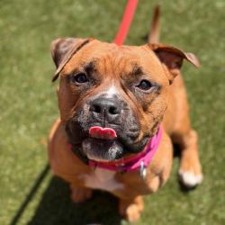 Shelter Stray Female Dog last seen , Animal Care & Control Team of Philly, 111 W Hunting Park Ave, Philadelphia, PA 19140, USA