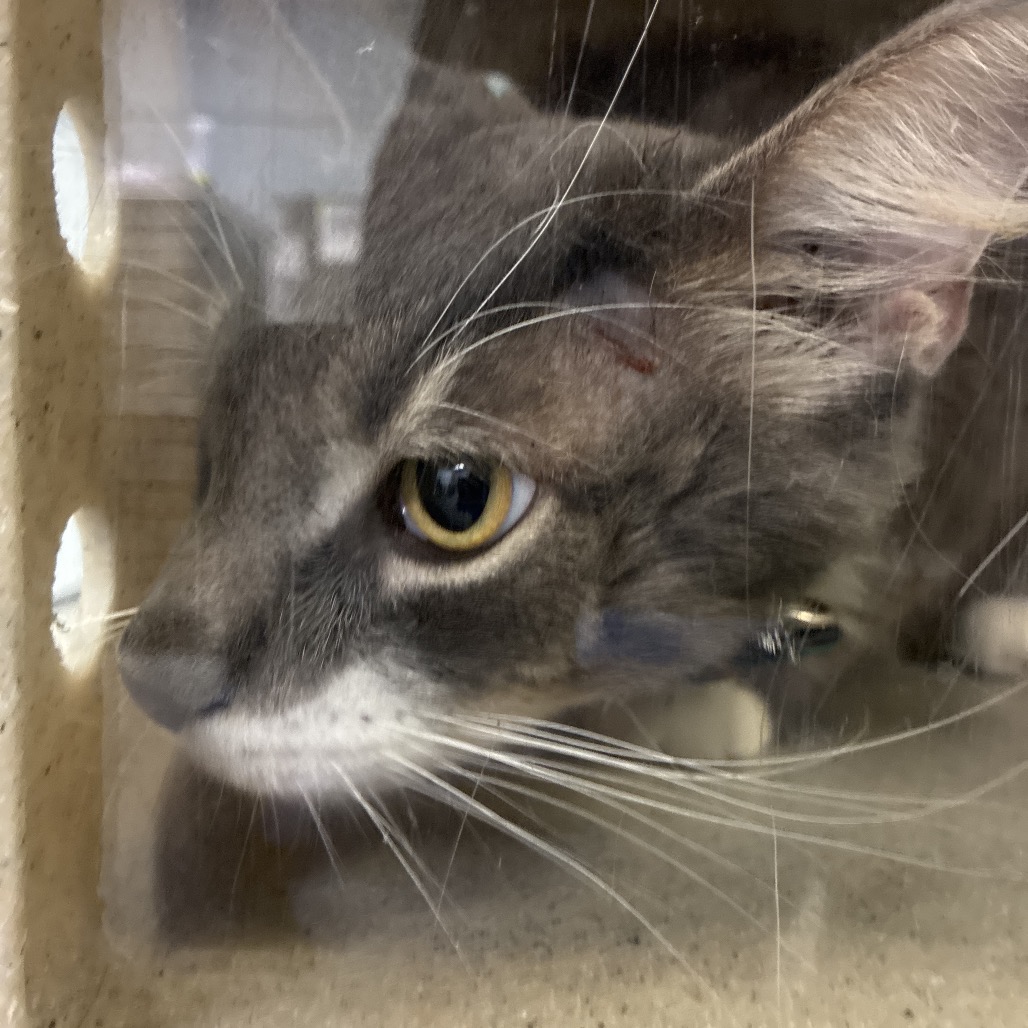 Shelter Stray Male Cat last seen , Animal Care & Control Team of Philly, 111 W Hunting Park Ave, Philadelphia, PA 19140, USA