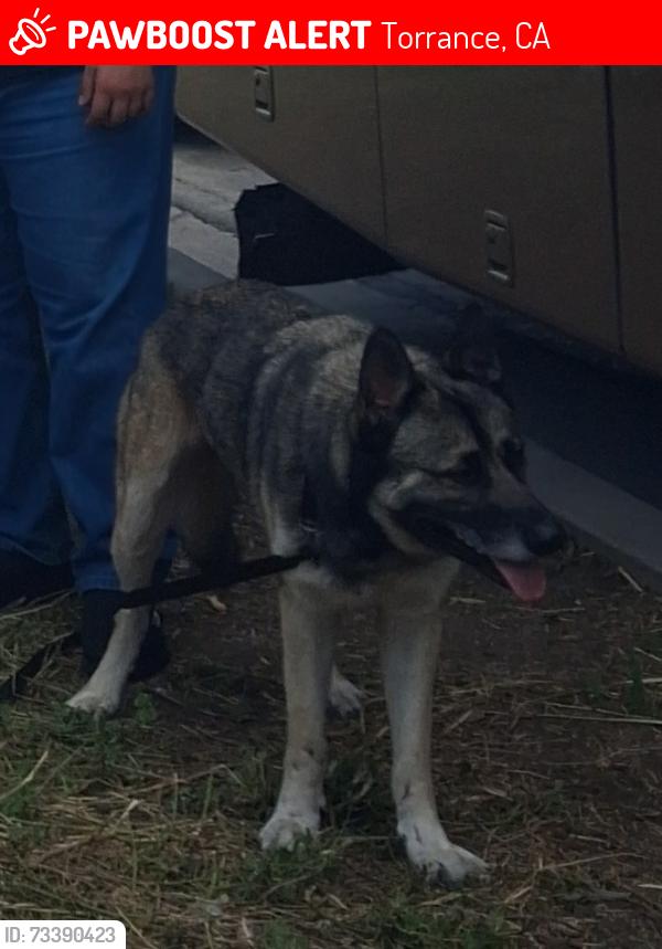 Lost Male Dog last seen Near Hamilton, Torrance, CA 90502
