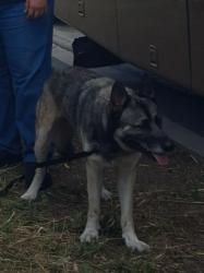 Lost Male Dog last seen Near Hamilton, Torrance, CA 90502
