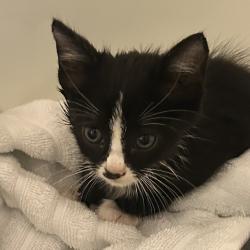 Shelter Stray Female Cat last seen , 980 Guilford College Rd, Greensboro, NC 27409, USA