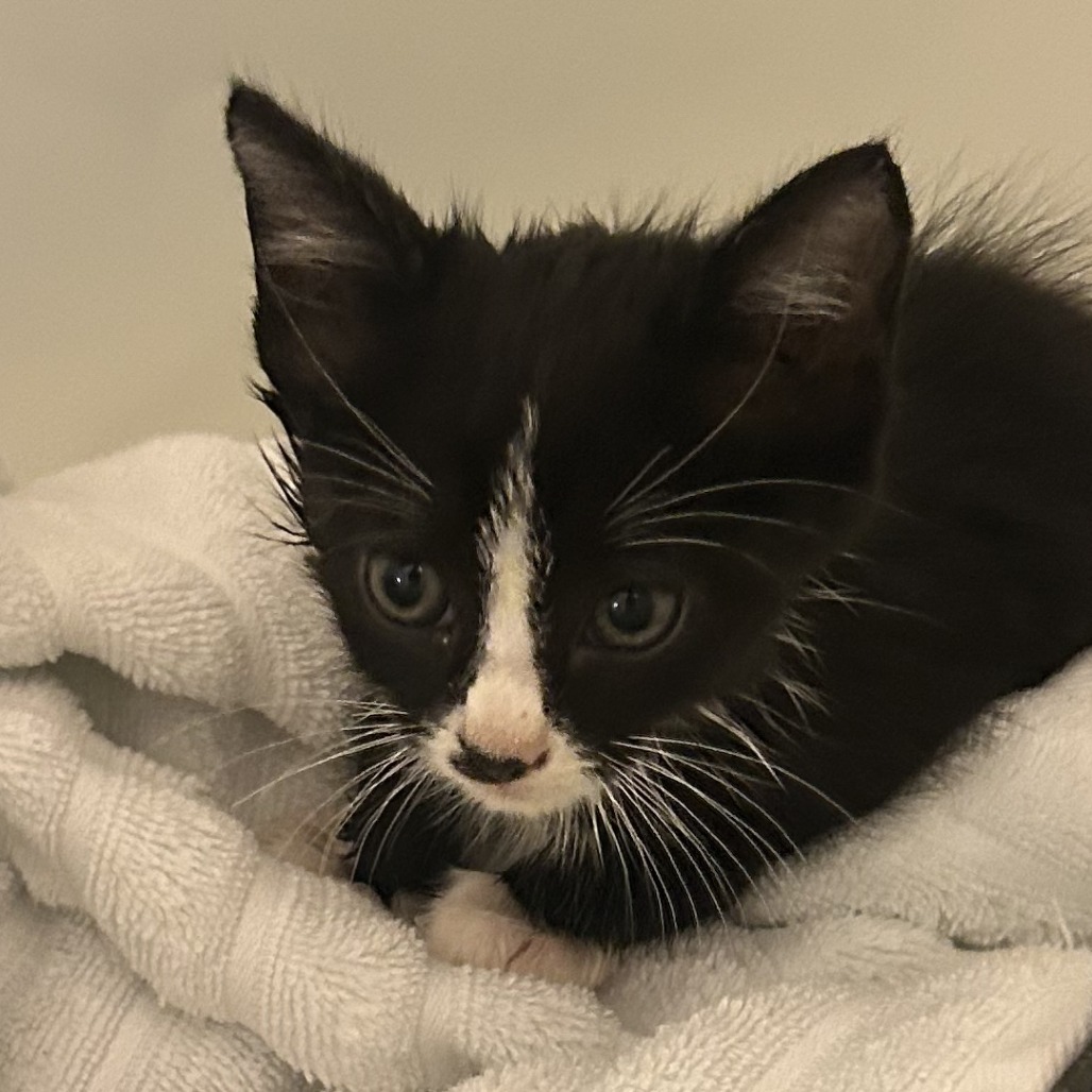 Shelter Stray Female Cat last seen , 980 Guilford College Rd, Greensboro, NC 27409, USA