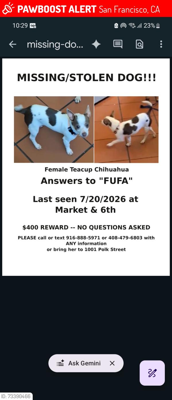 Lost Female Dog last seen Market and 6th st, San Francisco, CA 94103