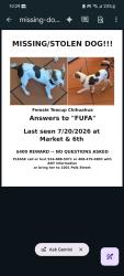 Lost Female Dog last seen Market and 6th st, San Francisco, CA 94103