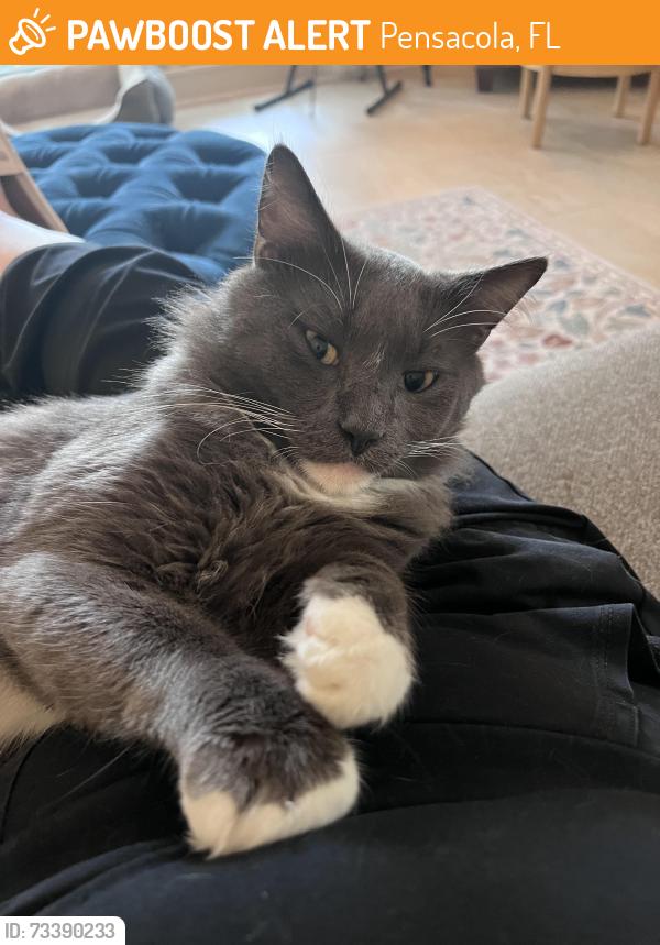 Found/Stray Male Cat last seen Scenic highway, Pensacola, FL 32504