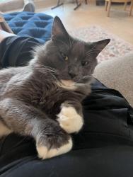 Found/Stray Male Cat last seen Scenic highway, Pensacola, FL 32504