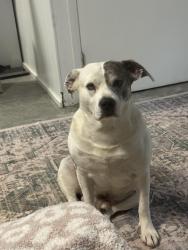 Lost Male Dog last seen Tipton Station/Martin Mill pike, Knoxville, TN 37920