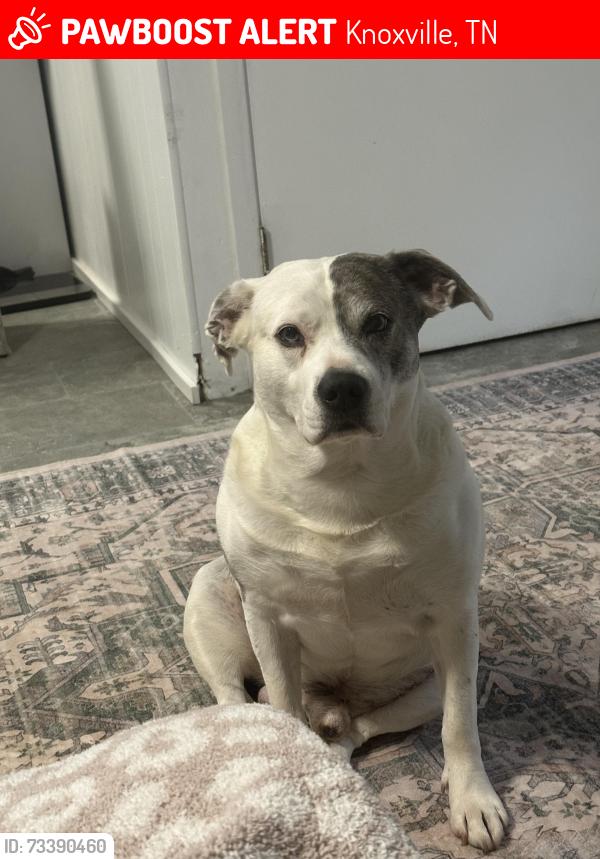 Lost Male Dog last seen Tipton Station/Martin Mill pike, Knoxville, TN 37920