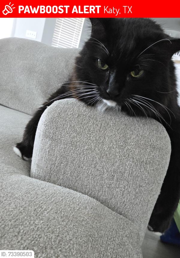 Lost Male Cat last seen Treviso Gardens neighborhood, Katy, TX 77493