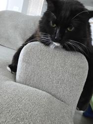 Lost Male Cat last seen Treviso Gardens neighborhood, Katy, TX 77493