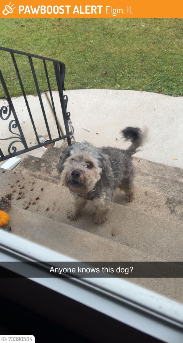 Found/Stray Male Dog last seen Elm & woodard, Elgin, IL 60120
