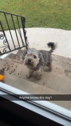 Found/Stray Male Dog last seen Elm & woodard, Elgin, IL 60120