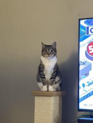 Reunited Female Cat last seen Menards, Appleton, WI 54915
