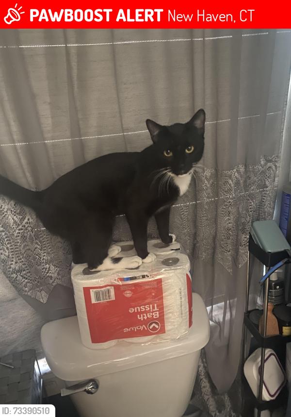 Lost Male Cat last seen new haven general area, New Haven, CT 06510