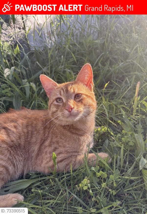 Lost Male Cat last seen Warden Ave se, Grand Rapids, MI 49507