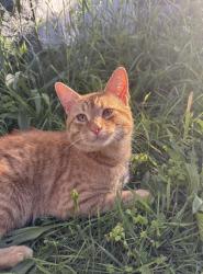 Lost Male Cat last seen Warden Ave se, Grand Rapids, MI 49507