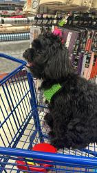 Lost Male Dog last seen 104-16 134th st, Queens, NY 11419