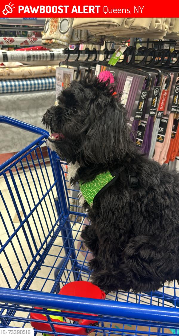 Lost Male Dog last seen 104-16 134th st, Queens, NY 11419