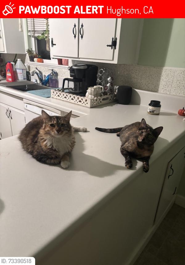Lost Female Cat last seen Santa Fe, Hughson, CA 95326