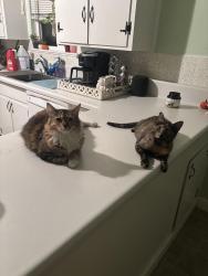 Lost Female Cat last seen Santa Fe, Hughson, CA 95326