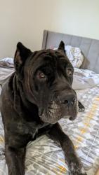 Found/Stray Male Dog last seen Iron Hoof Disc Golf Course, Conyers, GA 30013
