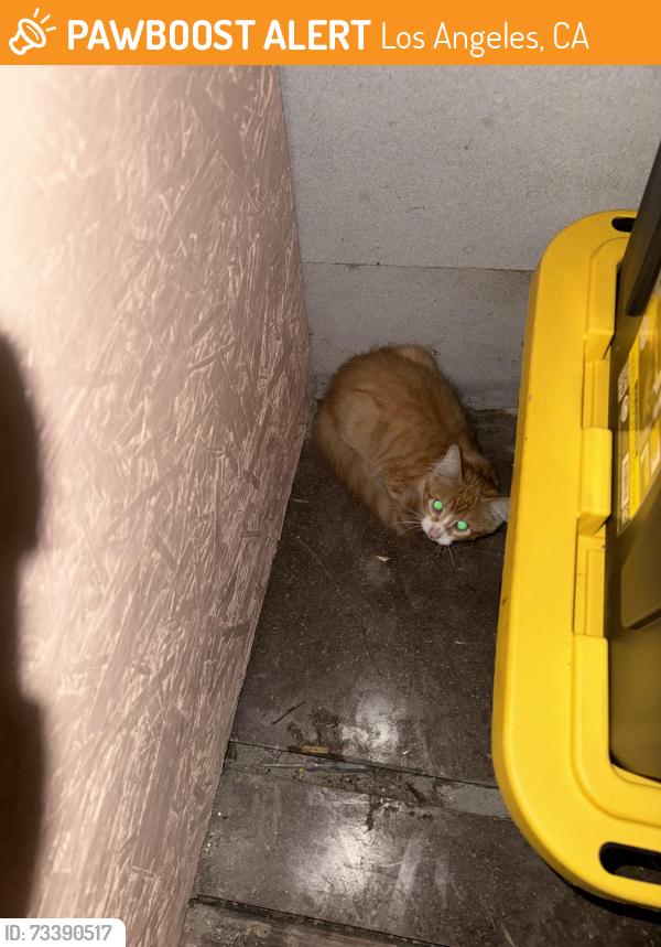 Found/Stray Unknown Cat last seen 105th St and Graham, Los Angeles, CA 90047