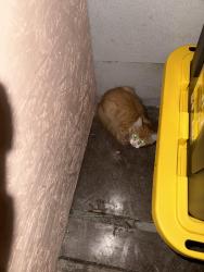 Found/Stray Unknown Cat last seen 105th St and Graham, Los Angeles, CA 90047