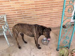 Found/Stray Unknown Dog last seen Cliffwood and Benning, Houston, TX 77035